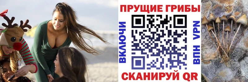 Купить  Курильск  Псилоцибиновые грибы GOLDEN TEACHER 